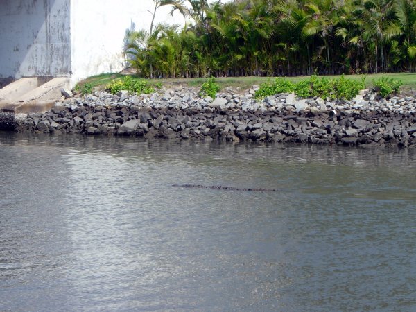 Crocodile behind our boat in the marina at Paradise Village